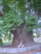 樹齢900年の木